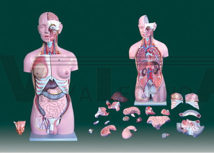 The model of dual-sex torso